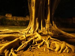 -清迈夜间动物园