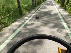 -合肥滨湖国家森林公园