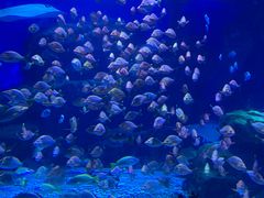 -海合安天津极地海洋公园
