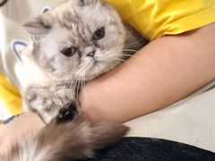 -十年猫舍·猫咪专门店(普陀店)