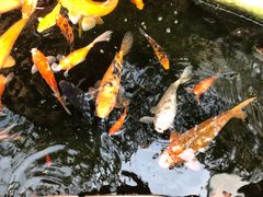 -上海大自然野生昆虫馆(东方明珠·爬宠昆虫探索中心)