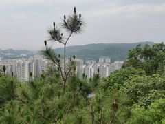 -福道