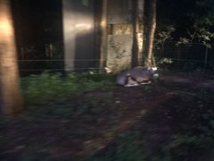 -清迈夜间动物园