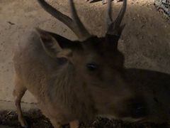 -清迈夜间动物园