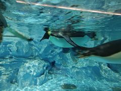 -帝企鹅自助餐厅•儿童岛•真企鹅(长隆企鹅酒店)