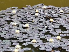 -东莞植物园