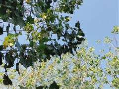 -老字号张道鸡火烧