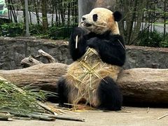 -都江堰中华大熊猫苑
