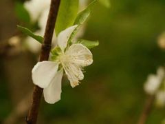 -南汇桃花村