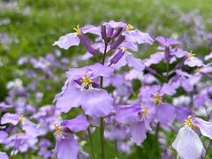 -郑州中国绿化博览园