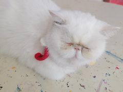 -怪兽屋·羊驼·猫咖·狗咖(俊华广场店)