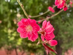 -北京市劳动人民文化宫(太庙)