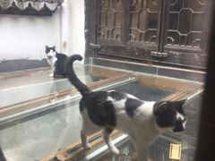 -猫的天空之城概念书店(杭州南宋御街店)