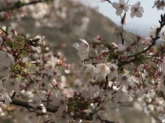 -樱花山风景区