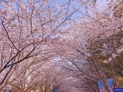 -高东镇樱花园