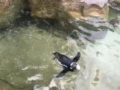 -新加坡飞禽公园