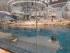 -帝企鹅自助餐厅•儿童岛•真企鹅(长隆企鹅酒店)