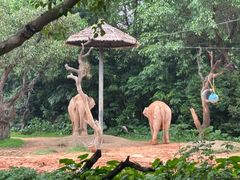 -广州长隆野生动物世界