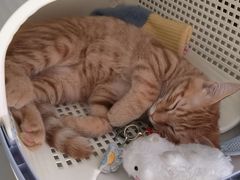 -pd派德宠物中心医院24H急重症·眼科中心·血液透析中心(嵩山北路店)