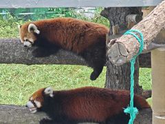 -西霞口神雕山野生动物世界
