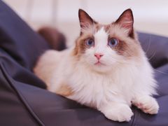 -飞行喵MR PILOT|猫舍·猫咖(静安大融城店)