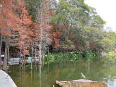 -深圳仙湖植物园