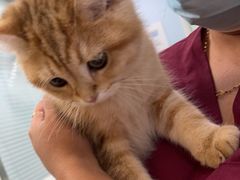 -纳吉亚猫专科动物医院博雅分院