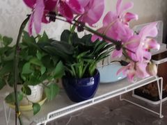 -秦美花卉(天朗·莱茵小城2期店)