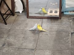 -吉丁鸟咖·异宠·寄养