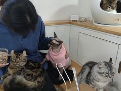 -李小姐の猫咖啡馆(五角场店)