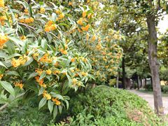 -太平天国侍王府