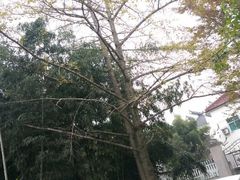 -紫霞湖公园