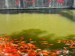 -千岛湖东南湖区