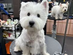 -宠宠熊宠物美容(星湖街店)