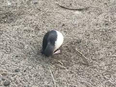 -企鹅岛