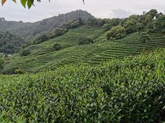 -龙井壹号·茶缘山景宴(龙井村店)