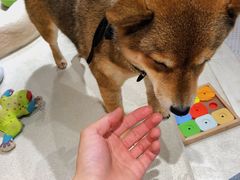 -柴务处·柴犬主题狗咖