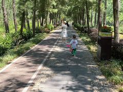 -合肥滨湖国家森林公园