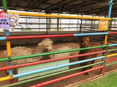 -南宫五洲植物乐园