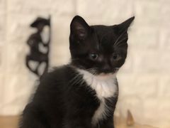 -平行世界·猫咖(首经贸店)