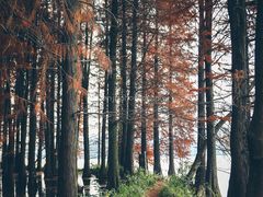-东湖落雁景区