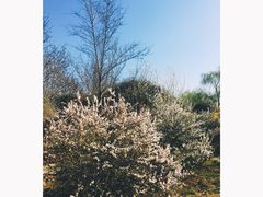 -丁香湖公园