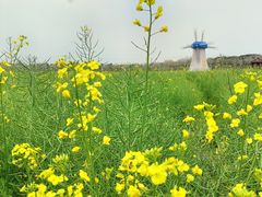 -武汉紫薇都市田园