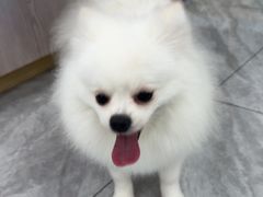 -芭比堂动物医院·24小时·眼科中心(深圳中心)