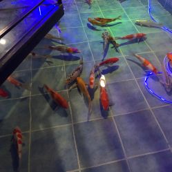 -未来动物城主题公园(正弘城店)