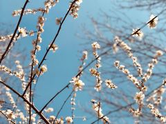 -桃花堤公园