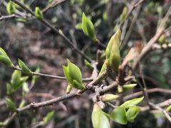 -上海佘山国家森林公园西佘山园