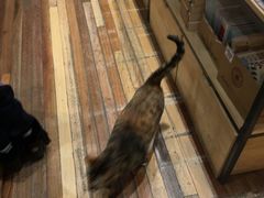 -猫的天空之城概念书店(杭州南宋御街店)