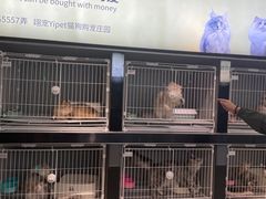 -翊宠yipet猫狗购宠庄园犬舍•猫舍