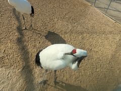-盐城丹顶鹤湿地生态旅游区